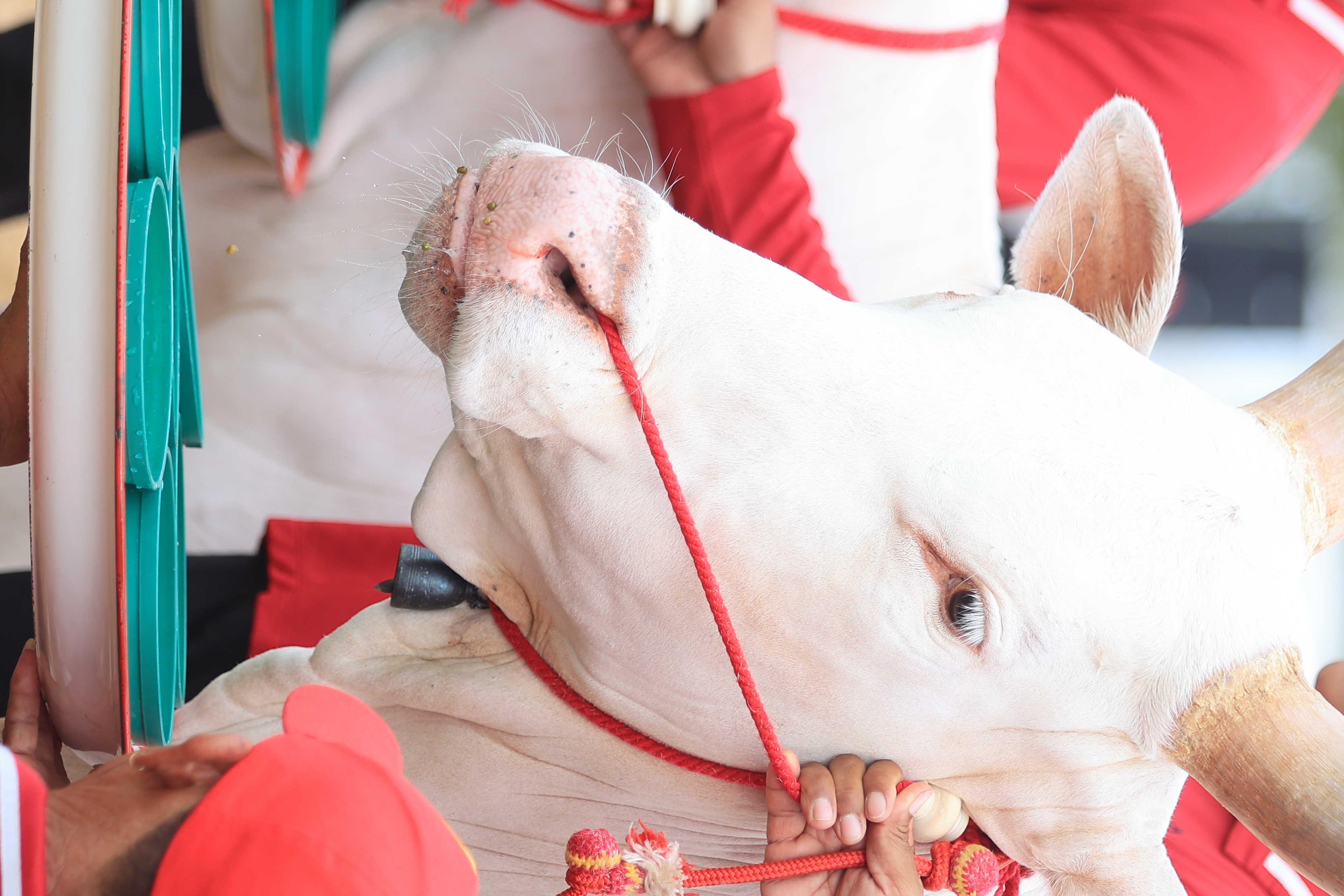 title - ส.ป.ก. ร่วมซ้อมย่อย ครั้งที่ 2 พระราชพิธีพืชมงคลจรดพระนังคัลแรกนาขวัญ ประจำปีพุทธศักราช 2569